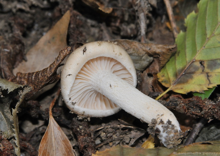 Hygrophorus roseodiscoideus